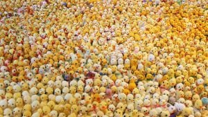 Thousands of knitted yellow chicks
