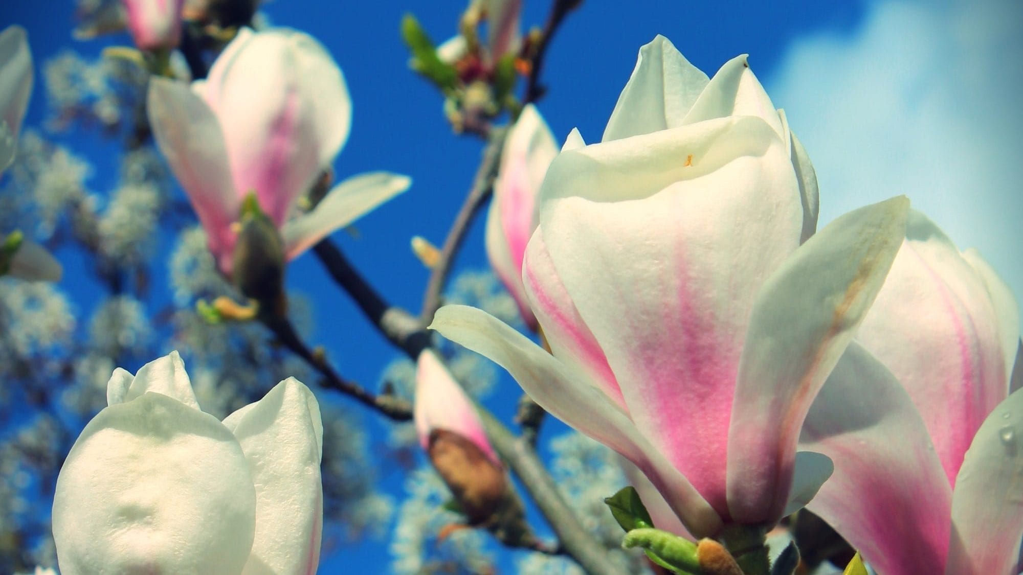 Magnolia in the garden at Francis House