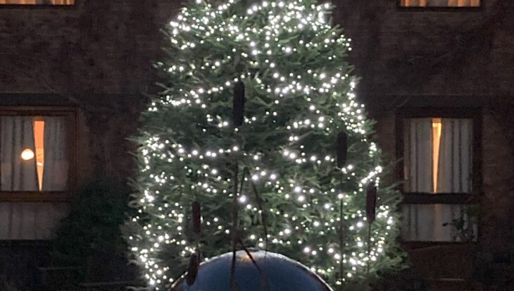 Christmas tree with white lights in the garden at Francis House