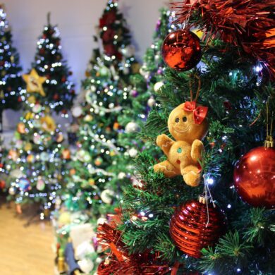 Rows of Christmas Trees